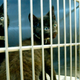 Image for article titled ‘Black Pet Bias’ May Not Actually Be a Thing